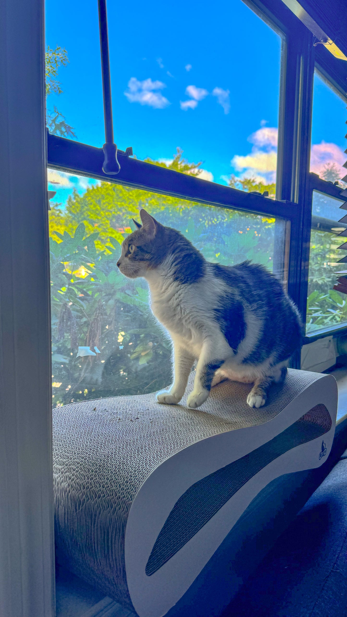 Cat scratcher Samy wave Rcats